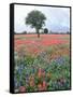 Field of Red and Blue Flowers-Jim Zuckerman-Framed Stretched Canvas