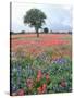 Field of Red and Blue Flowers-Jim Zuckerman-Stretched Canvas