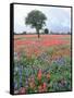 Field of Red and Blue Flowers-Jim Zuckerman-Framed Stretched Canvas