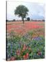 Field of Red and Blue Flowers-Jim Zuckerman-Stretched Canvas