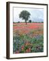 Field of Red and Blue Flowers-Jim Zuckerman-Framed Photographic Print