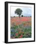 Field of Red and Blue Flowers-Jim Zuckerman-Framed Photographic Print