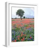 Field of Red and Blue Flowers-Jim Zuckerman-Framed Photographic Print