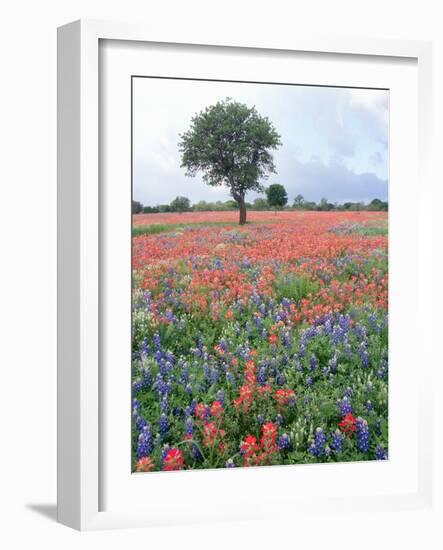 Field of Red and Blue Flowers-Jim Zuckerman-Framed Photographic Print