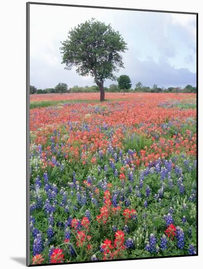 Field of Red and Blue Flowers-Jim Zuckerman-Mounted Photographic Print