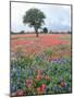 Field of Red and Blue Flowers-Jim Zuckerman-Mounted Photographic Print