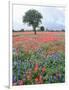 Field of Red and Blue Flowers-Jim Zuckerman-Framed Photographic Print