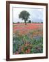 Field of Red and Blue Flowers-Jim Zuckerman-Framed Photographic Print