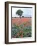 Field of Red and Blue Flowers-Jim Zuckerman-Framed Photographic Print