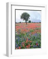 Field of Red and Blue Flowers-Jim Zuckerman-Framed Photographic Print