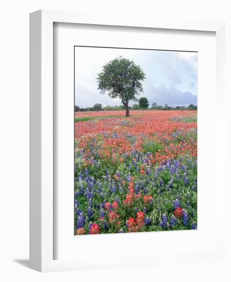 Field of Red and Blue Flowers-Jim Zuckerman-Framed Photographic Print