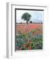 Field of Red and Blue Flowers-Jim Zuckerman-Framed Photographic Print