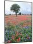 Field of Red and Blue Flowers-Jim Zuckerman-Mounted Photographic Print