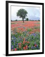 Field of Red and Blue Flowers-Jim Zuckerman-Framed Photographic Print