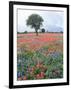 Field of Red and Blue Flowers-Jim Zuckerman-Framed Photographic Print