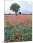 Field of Red and Blue Flowers-Jim Zuckerman-Mounted Photographic Print