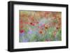 Field of Red Poppies and Bachelor Buttons-Darrell Gulin-Framed Premium Photographic Print