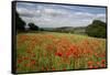 Field of Red Poppies, Near Winchcombe, Cotswolds, Gloucestershire, England, United Kingdom, Europe-Stuart Black-Framed Stretched Canvas