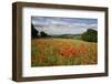 Field of Red Poppies, Near Winchcombe, Cotswolds, Gloucestershire, England, United Kingdom, Europe-Stuart Black-Framed Photographic Print