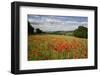 Field of Red Poppies, Near Winchcombe, Cotswolds, Gloucestershire, England, United Kingdom, Europe-Stuart Black-Framed Photographic Print