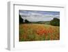 Field of Red Poppies, Near Winchcombe, Cotswolds, Gloucestershire, England, United Kingdom, Europe-Stuart Black-Framed Photographic Print