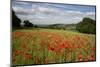 Field of Red Poppies, Near Winchcombe, Cotswolds, Gloucestershire, England, United Kingdom, Europe-Stuart Black-Mounted Photographic Print