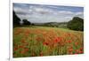 Field of Red Poppies, Near Winchcombe, Cotswolds, Gloucestershire, England, United Kingdom, Europe-Stuart Black-Framed Photographic Print