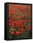 Field of Red Poppies-Adrian Bicker-Framed Stretched Canvas