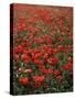 Field of Red Poppies-Adrian Bicker-Stretched Canvas