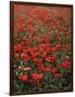 Field of Red Poppies-Adrian Bicker-Framed Photographic Print