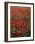 Field of Red Poppies-Adrian Bicker-Framed Photographic Print