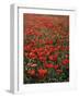 Field of Red Poppies-Adrian Bicker-Framed Photographic Print