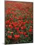 Field of Red Poppies-Adrian Bicker-Mounted Photographic Print