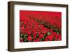 Field of Red Tulips-Peter Kirillov-Framed Photographic Print