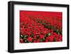 Field of Red Tulips-Peter Kirillov-Framed Photographic Print