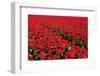 Field of Red Tulips-Peter Kirillov-Framed Photographic Print