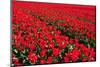 Field of Red Tulips-Peter Kirillov-Mounted Photographic Print