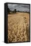 Field of Ripe Oats with Combine Harvester in the Distance, Ellingstring, North Yorkshire, UK-Paul Harris-Framed Stretched Canvas