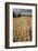 Field of Ripe Oats with Combine Harvester in the Distance, Ellingstring, North Yorkshire, UK-Paul Harris-Framed Photographic Print