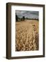 Field of Ripe Oats with Combine Harvester in the Distance, Ellingstring, North Yorkshire, UK-Paul Harris-Framed Photographic Print