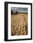 Field of Ripe Oats with Combine Harvester in the Distance, Ellingstring, North Yorkshire, UK-Paul Harris-Framed Photographic Print