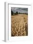 Field of Ripe Oats with Combine Harvester in the Distance, Ellingstring, North Yorkshire, UK-Paul Harris-Framed Photographic Print