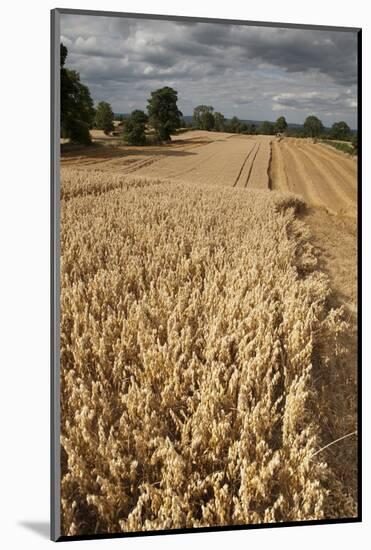 Field of Ripe Oats with Combine Harvester in the Distance, Ellingstring, North Yorkshire, UK-Paul Harris-Mounted Photographic Print