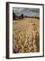 Field of Ripe Oats with Combine Harvester in the Distance, Ellingstring, North Yorkshire, UK-Paul Harris-Framed Photographic Print