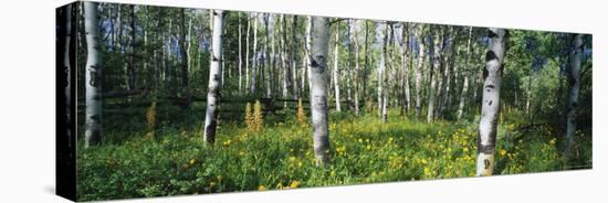 Field of Rocky Mountain Aspens-null-Stretched Canvas