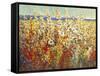 Field of Spring Flowers II-Tim O'toole-Framed Stretched Canvas