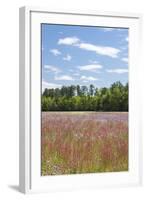 Field of Spring Roadside Wildflowers-Trish Drury-Framed Photographic Print