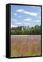 Field of Spring Roadside Wildflowers-Trish Drury-Framed Stretched Canvas