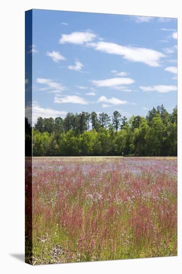 Field of Spring Roadside Wildflowers-Trish Drury-Stretched Canvas