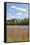 Field of Spring Roadside Wildflowers-Trish Drury-Framed Stretched Canvas